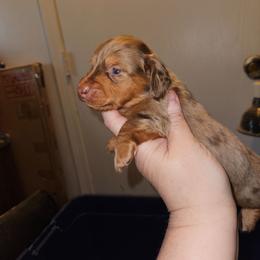 Boy 1 - Dapple male Dachshund puppy in Lansing, Michigan from Black Thunder 517 Cane Corso and Dachshunds and frenchies
