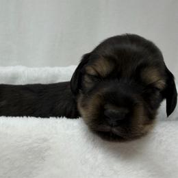 Ozzy - Cream male Dachshund puppy in Pulaski, Tennessee from Billboard Doxies