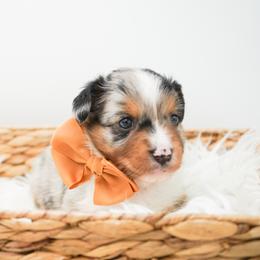 Golden Retriever, Miniature American Shepherd, and Siberian Husky Puppies from HuskiesAndGoldensWithFinesse