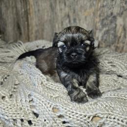 Trudy - Sable female Shih Tzu puppy in Mountain Grove, Missouri from Precious Puppies