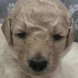 Poodles from Layla's Loves