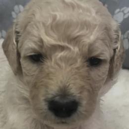 Poodles from Layla's Loves