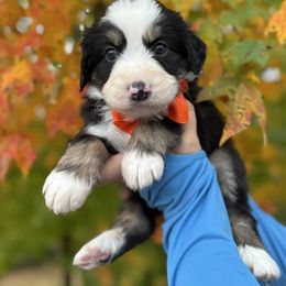 Spooky - male Australian Mountain Doodle puppy in Taylors, South Carolina from Aspen Mountain Doodles LLC