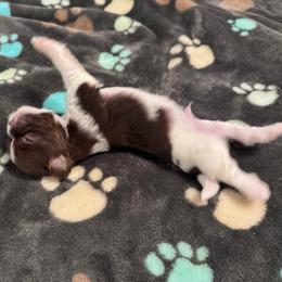 Jethro - Chocolate and tan male Shih Tzu puppy in Tampa, Florida from Shih Tzus of Kingshyre