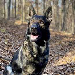 Ora - German Shepherd