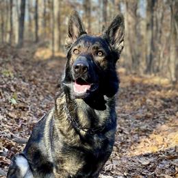 Ora - German Shepherd
