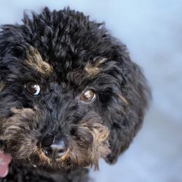 Poodles from ToyPoodle lover
