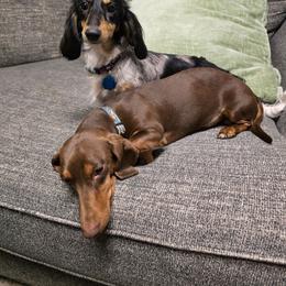 Dachshund puppies from Green Dragon Kennel