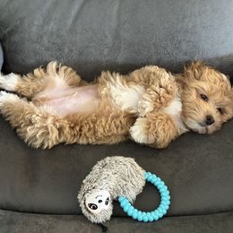 Maltipoo and Poodle Puppies from GG’s Maltipoos and Toy Poodles