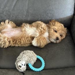 Maltipoo and Poodle Puppies from GG’s Maltipoos and Toy Poodles
