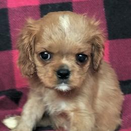 Snickerdoodle - Ruby male Cavalier King Charles Spaniel puppy in Franklin, North Carolina from Cavaliers of the County Macon