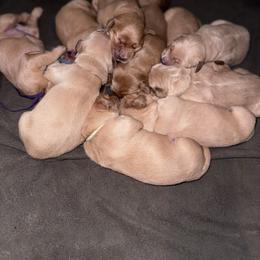 Golden Retriever Puppies from McAbee Pups - Golden Retrievers