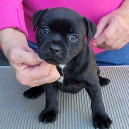 Kit Kat - Brindle female Staffordshire Bull Terrier puppy in Olivehurst, California from Sublime Staffords