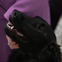 Joy - Flat-Coated Retriever