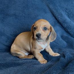Strawberry - Dapple female Dachshund puppy in Escalon, California from Dashing Dachshunds RF