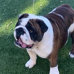 Bulldogs from MC Bulls