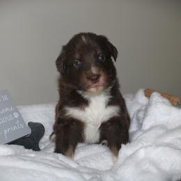 Crimson - Red tri-color female Australian Shepherd puppy in Mocksville, North Carolina from Trailblazing Aussies