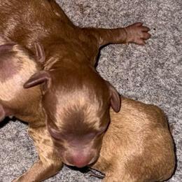 Girl 1 - Red  female Poodle puppy in Ennis, Texas from Johnson Ventures