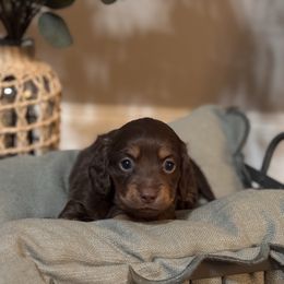 Whiskey - Chocolate and tan male Dachshund puppy in Jacksonville, Florida from Florida Dippin’ Dachshunds & Aussiedoodles