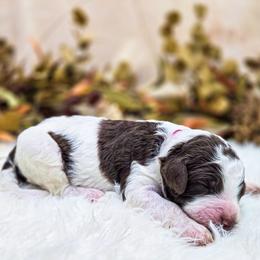 Jade - Parti female Poodle puppy in Gaylord, Michigan from Dog Mom Co. Poodles