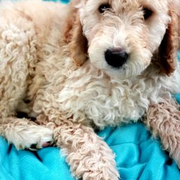 Double Doodle and Goldendoodle Puppies from Badgerland Goldendoodles