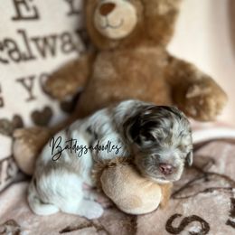 Cavapoo, Cockapoo, and French Bulldog Puppies from Batdogsndoodles