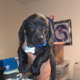 Dachshund Puppies from Jae’s Puppy House