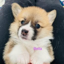 Bella - Red female Pembroke Welsh Corgi puppy in Grenada, California from California Corgi Butts