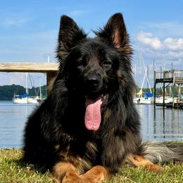 Sid - German Shepherd