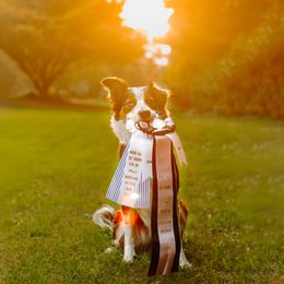 Border Collie All Grown Up from Rising Tide Border Collies