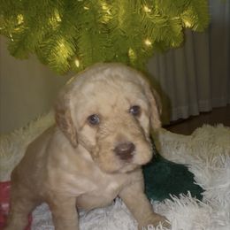 Mickey Blue Eyes - Cream female Labradoodle puppy in Spur, Indiana from Purple Heart Canines