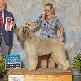 Leo - Bouvier des Flandres