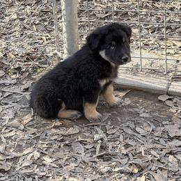 Goku - Black tri-color male Australian Shepherd puppy in Macon, Georgia from Shaina’s Shepherds