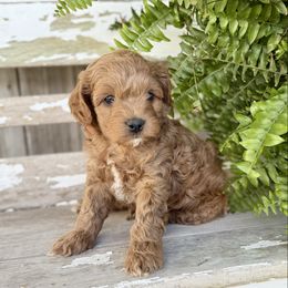 Rip - Apricot male Cavapoo puppy in Preston, Idaho from Shaffer Top Notch Puppies