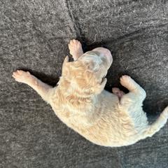 Boy 2 - Parti male Springerdoodle puppy in Murrells Inlet, South Carolina from SpringerDoodles at the Beach