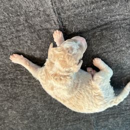Boy 2 - Parti male Springerdoodle puppy in Murrells Inlet, South Carolina from SpringerDoodles at the Beach