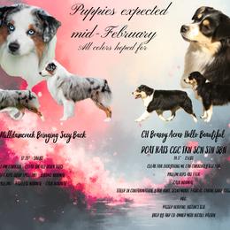 Miniature American Shepherd puppies from Morning Glory Minis