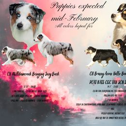 Miniature American Shepherd puppies from Morning Glory Minis