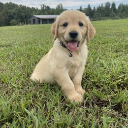Goldendoodle and Golden Retriever Puppies from Goldie Locks Golden Retrievers & Doodles