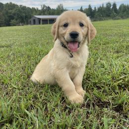 Goldendoodle and Golden Retriever Puppies from Goldie Locks Golden Retrievers & Doodles