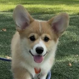 Pembroke Welsh Corgis from Celtcroft Corgis