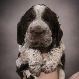 Mango - Liver white and roan male English Springer Spaniel puppy in Florida from Thunderbird Springers