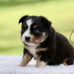 Jason Voorhees - Black tri male Miniature Australian Shepherd puppy in Prague, Oklahoma from Clay Creek Aussies