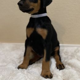 Doberman Pinscher Puppies from Obsidian Kennels