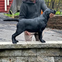 Dumpling - Labrador Retriever