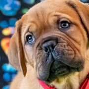 Girl 3 - Fawn Dogue de Bordeaux puppy in Folsom, California from Santacera Dogue de Bordeaux