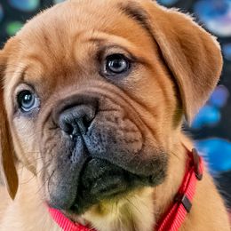 Girl 3 - Fawn Dogue de Bordeaux puppy in Folsom, California from Santacera Dogue de Bordeaux