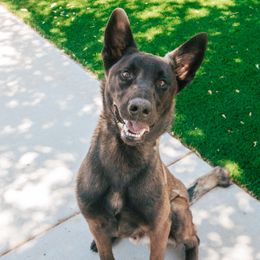 Boy 3 Male BRAD - Black sable male Belgian Malinois puppy in Arizona from Maricopa Malinois (SERIOUS INQUIRIES ONLY)