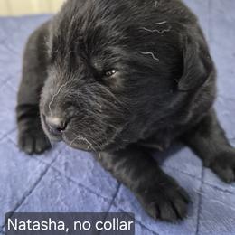 Natasha, no collar - Black female Labrador Retriever puppy in Greenwich, Ohio from Pure Gem Kennel