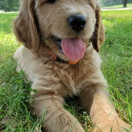 Goldendoodles and Poodles from Best Choice Doodles